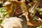 Butterfly Dodona formosana