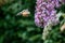 Butterfly drink nectar on flowers