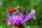 Butterfly drinks nectar on a flower.