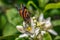 Butterfly drinks nectar from an orange tree flower