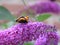 Butterfly drinks nectar from a purple flower