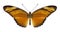 Butterfly Dryas iulia