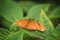 Butterfly Dryas Iulia on green leaf.