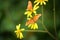 Butterfly Dryas Iulia on yellow flower.