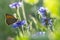 Butterfly Dusky Meadow Brown on a flowered cornflower against sunlight. soft focus, shallow DOF.