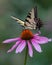 Butterfly Eastern Riger Swallowtail Cunningham Falls State Park, Maryland