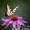 Butterfly Eastern Riger Swallowtail Cunningham Falls State Park, Maryland