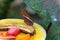 butterfly eating in nature. butterfly insect closeup. flying butterfly macro photography.