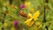 Butterfly eating pollen of flower, out door garden.