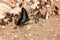 Butterfly eating Salt licks on ground