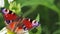 Butterfly on echinacea flower in the garden.