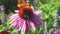 Butterfly on Echinacea flowers