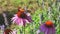 Butterfly on Echinacea flowers