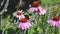 Butterfly on Echinacea flowers