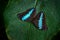 Butterfly in Ecuador. Morpho achilles, Insect on flower leave in the nature habitat. Blue butterfly in South America. Wildlife