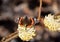Butterfly on Edgeworthia chrysantha, yellow Oriental paperbush springflower