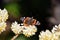 Butterfly on Edgeworthia chrysantha, yellow Oriental paperbush springflower