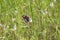 Butterfly of  Egg-fly  Species  on Wild Flowers