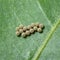 Butterfly eggs macro