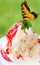 Butterfly enjoying ice cream. Green blurred background