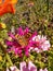 Butterfly enjoying pink flowers and sunshine