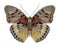 Butterfly Euphaedra themis male underside