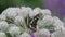Butterfly Eurasian or White Admiral (Limenitis camilla)
