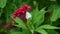 Butterfly Eurema alitha Wollongong feeding on the flower of Zinnia elegans Jacq,