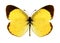 Butterfly Eurema lisa (male)
