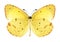 Butterfly Eurema lisa (male) (underside)