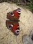 Butterfly European Peacock