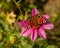 Butterfly European peacock Aglais io butterfly on a pink aster frikartii. Close up