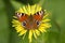 Butterfly European Peacock Aglais io on a flower Elecampane