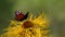 Butterfly European Peacock (Aglais io) on a flower Elecampane