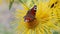 Butterfly European Peacock (Aglais io) on a flower Elecampane