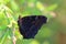 Butterfly - European Peacock (Inachis io) resting on grass