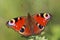 Butterfly - European Peacock (Inachis io) sitting on grass