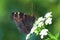 Butterfly - European Peacock (Inachis io) sitting on white flowe