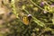 Butterfly exposes herself on a branch