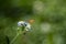 Butterfly with extended proboscis on flower