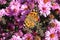 Butterfly Fagus Tagetes on perennial Aster flower on a sunny day. Closeup