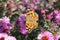 Butterfly Fagus Tagetes on perennial Aster flower on a sunny day. Closeup