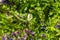 A butterfly feasting on nectar from an Echium vulgare. Echium vulgare, beautiful wildflowers