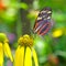 Butterfly Feeding