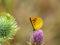 Butterfly feeding on Bull Thistle