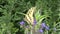 Butterfly feeding closeup view