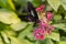 Butterfly Feeding on Flower