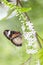 Butterfly feeding on flowers, swarm flowers