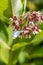 Butterfly feeding on milkweed