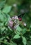 Butterfly feeding on  pink flower